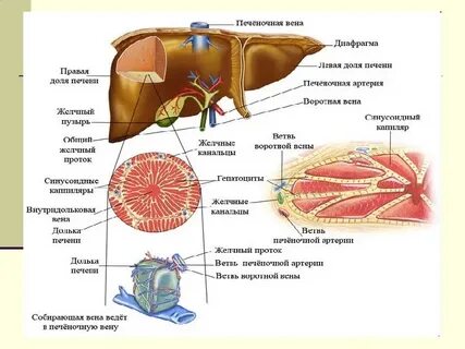 Печень карта