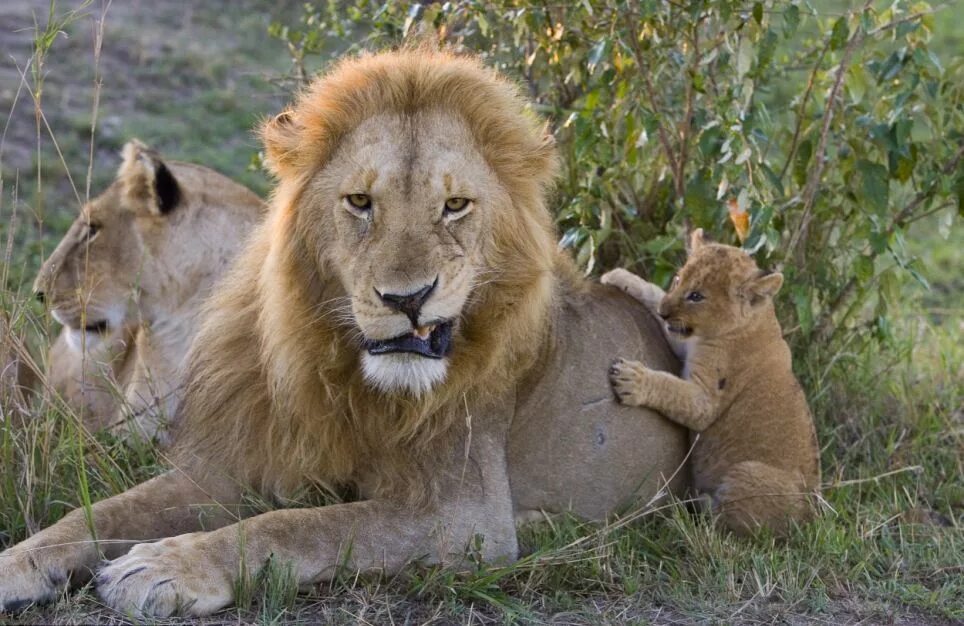 Лев львица Львенок львята. Африканский Лев и львица. Лев львица и Львенок семья. Лев и львицы Прайд.