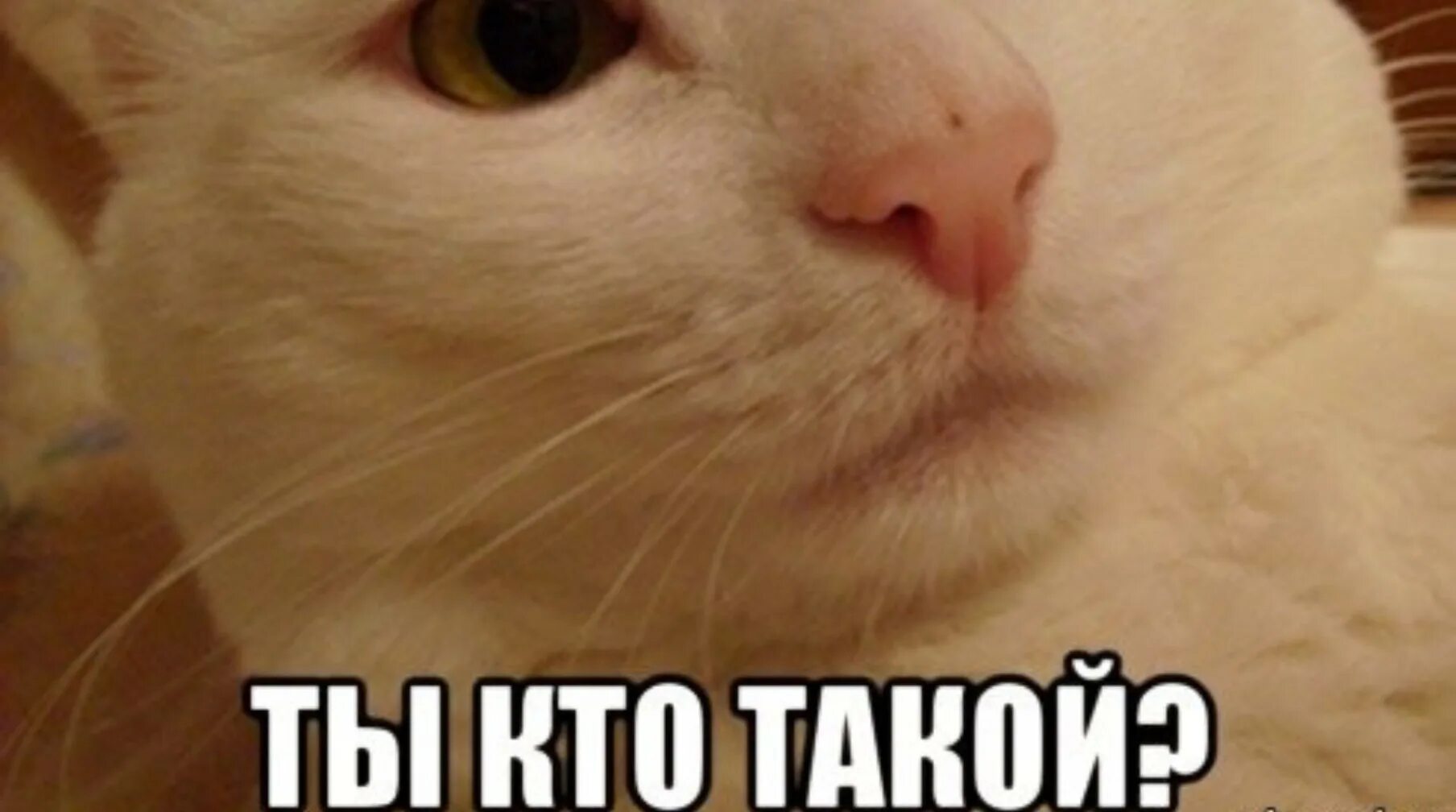 Здравствуйте ты кто такой