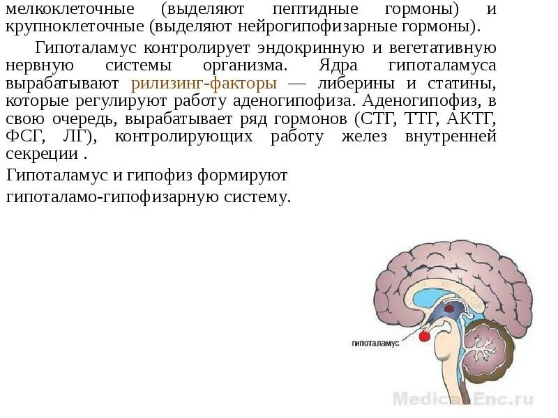 Какие функции выполняет таламус и гипоталамус. Гормоны промежуточного мозга. секреторная функция гипоталамуса. анатомия эндокринных органов гипоталамус. гормоны таламуса и гипоталамуса.