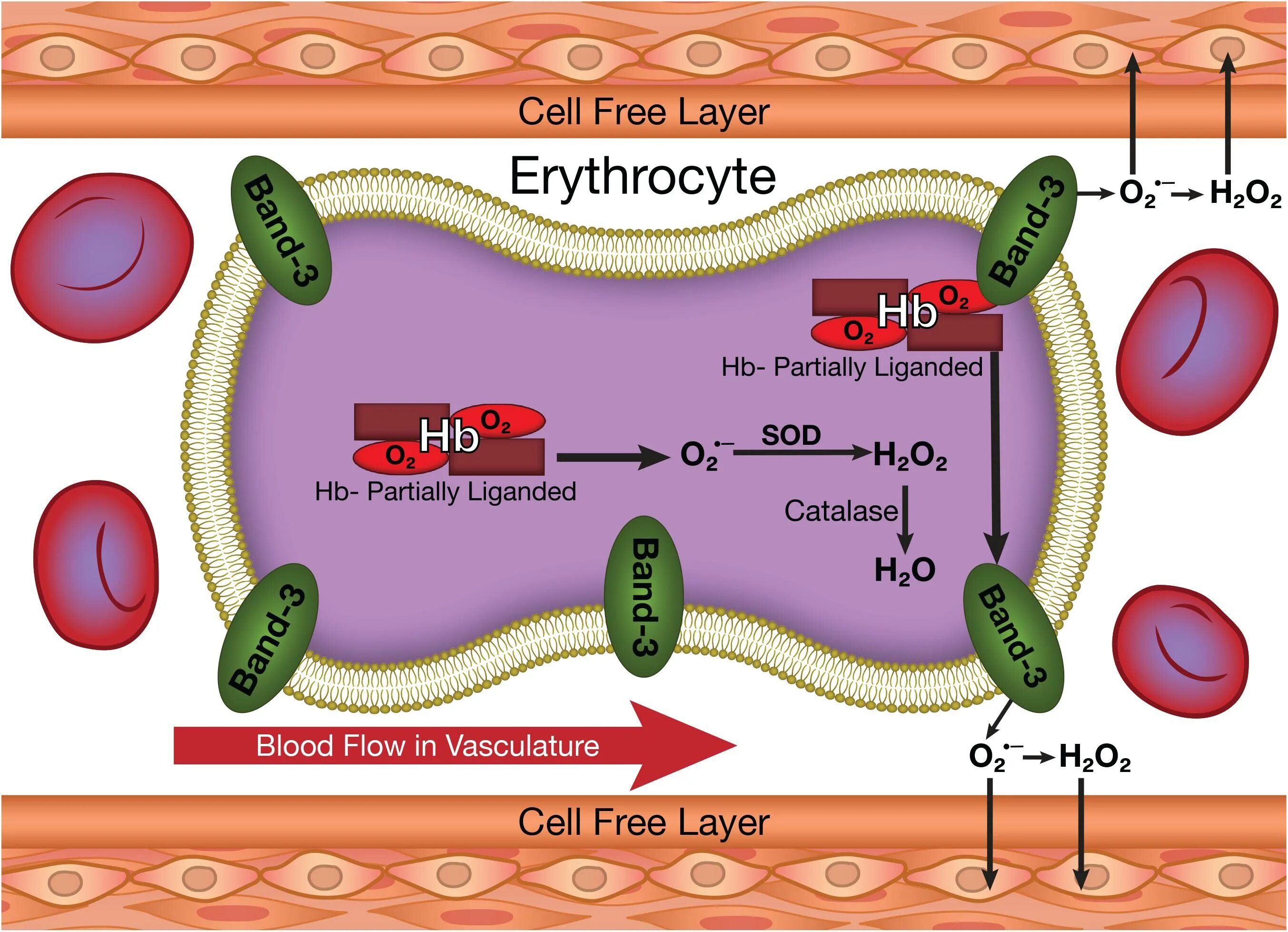Cell function
