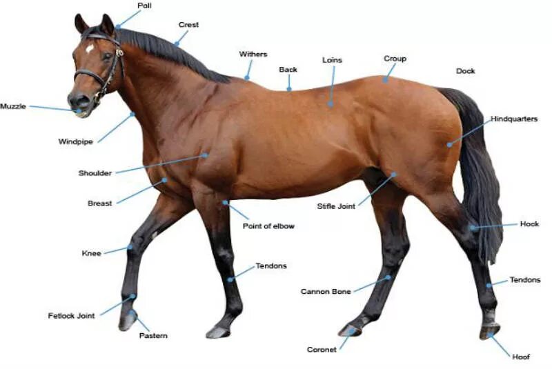 Horse animal. Планшет e-Horse e-Horse. Лошадь вес на глаз. Horse conformation Handbook.