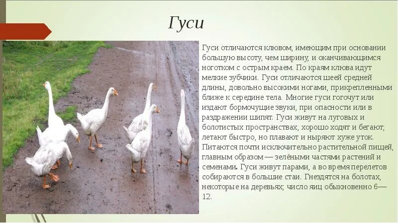 Как определить гусей