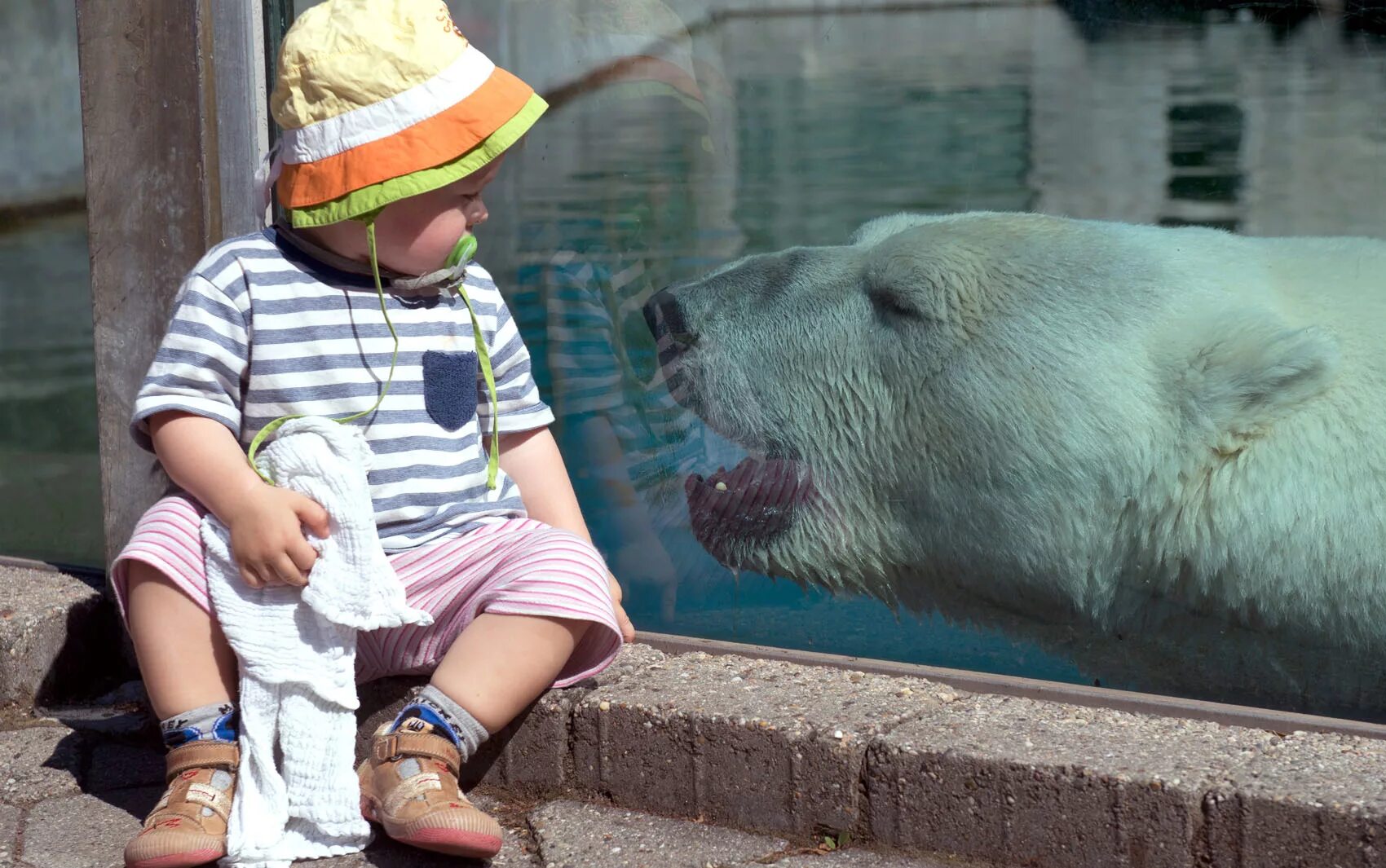 оцелот альбинос. бульдог отто на скейте. животные зоопарка. собака плачет. смешные коты и собаки.