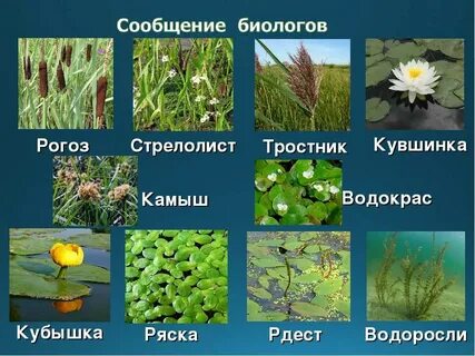 Растения рек водоемов