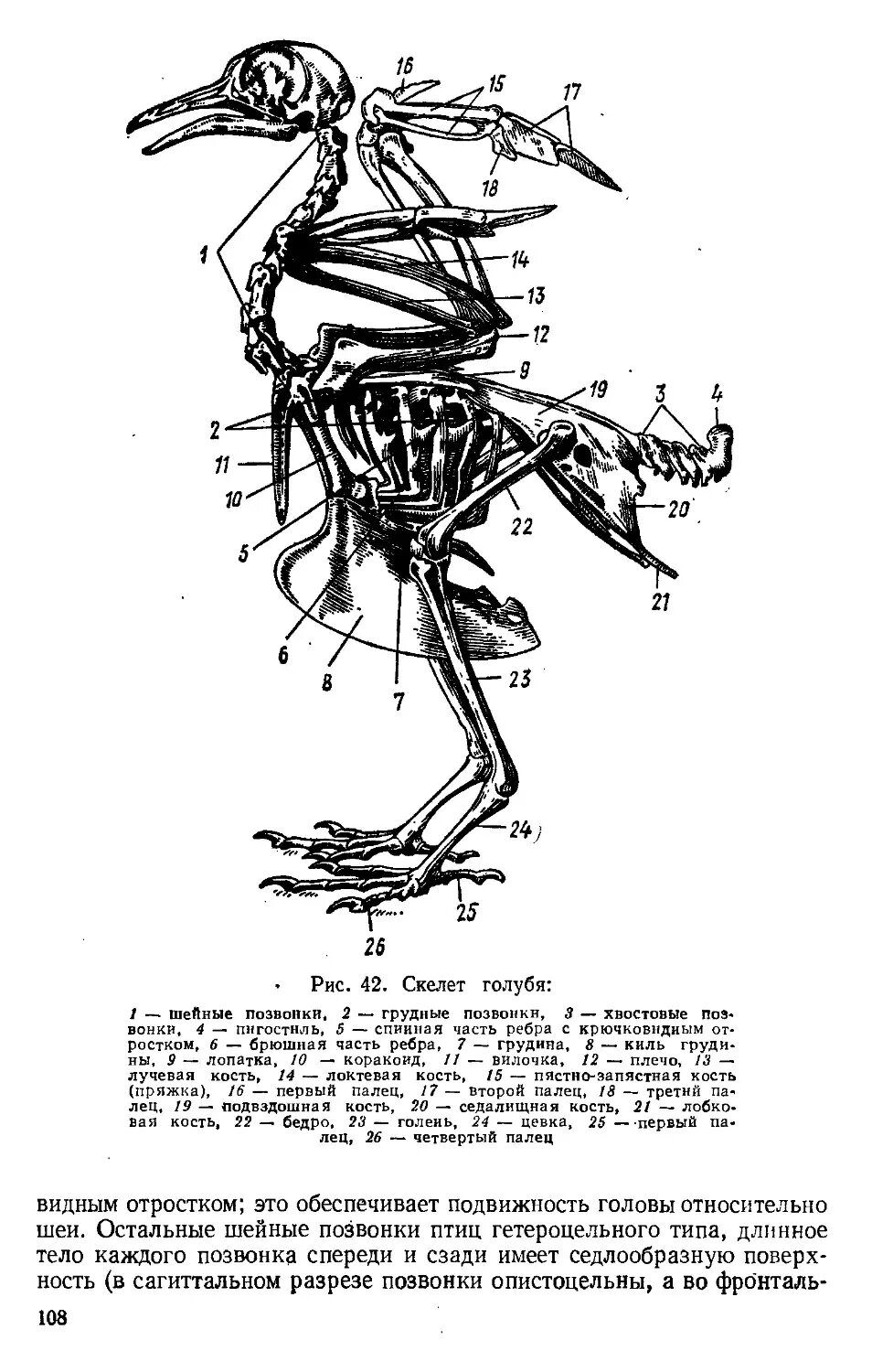 Скелет сизого голубя биология. Скелет туловища сизого голубя. Скелет поясов конечностей птиц. Скелет туловища птицы сбоку. Скелет конечностей у птиц состоит из