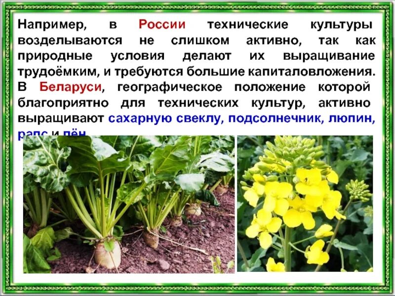 К техническим культурам относятся растения