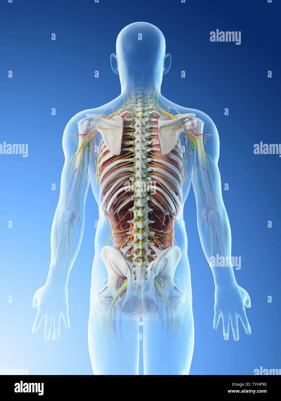 Органы в пояснице. Скелет человека со спины с органами. Анатомия со спины органы. Поясница скелет.