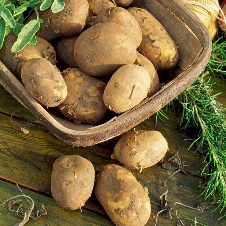 Какой сорт картофеля рассыпчатый. Картофель семенной Триумф. Картофель Тимо Ханккиян. Картофель сорт Луизиана. Сорт картофеля Аспия.