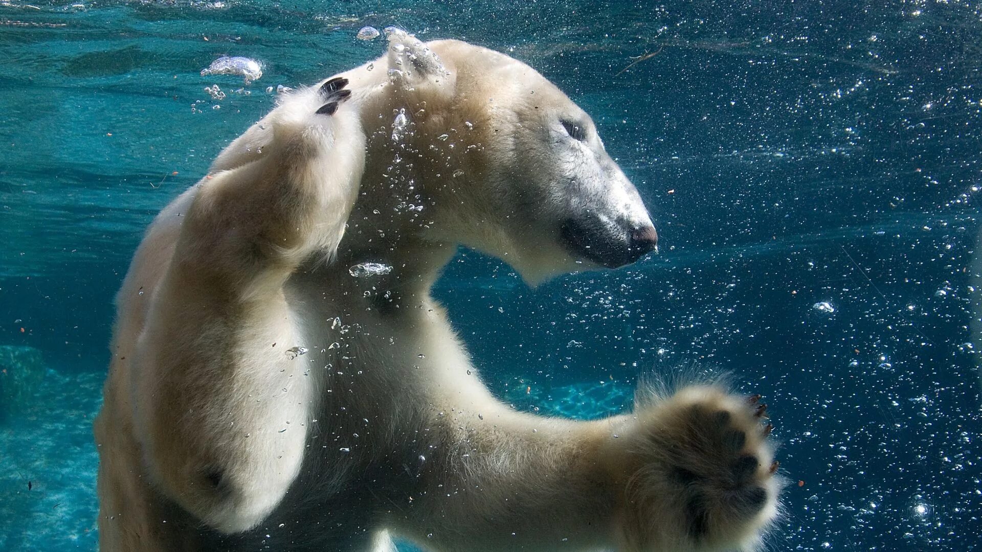 Animals swim