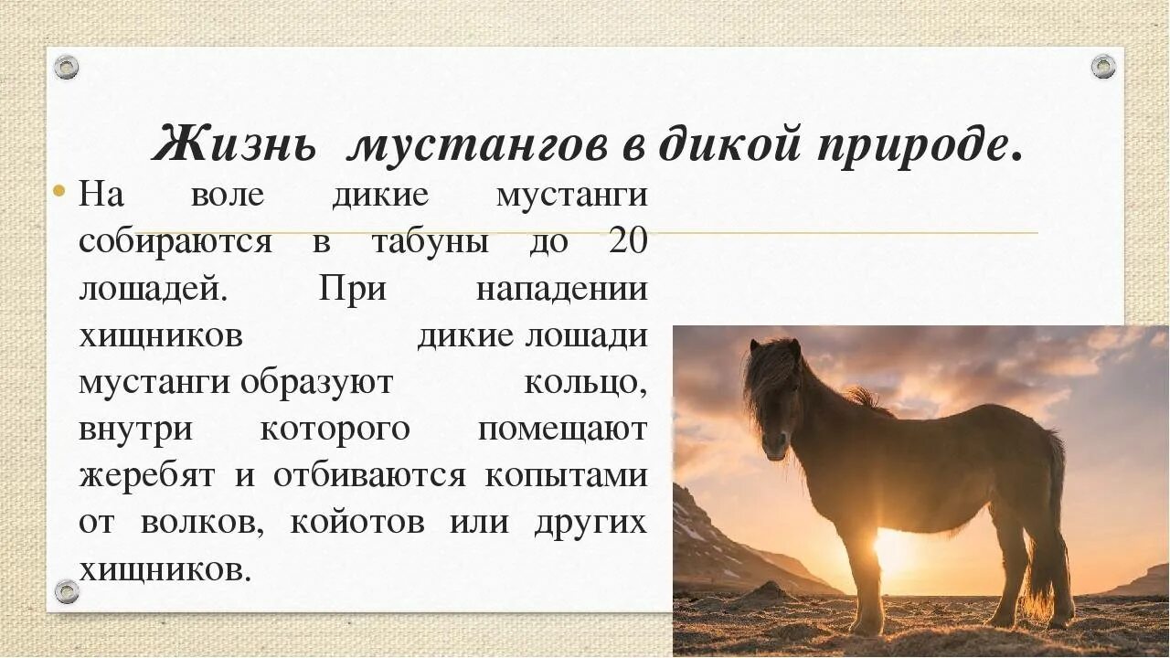 Лошадку жизнь. Сколько живут лошади. Продолжительность жизни лошади. Средняя Продолжительность жизни лошади. Сколько живёт конь в среднем.