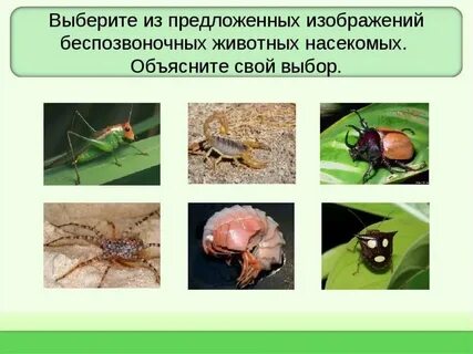 Выбери насекомых