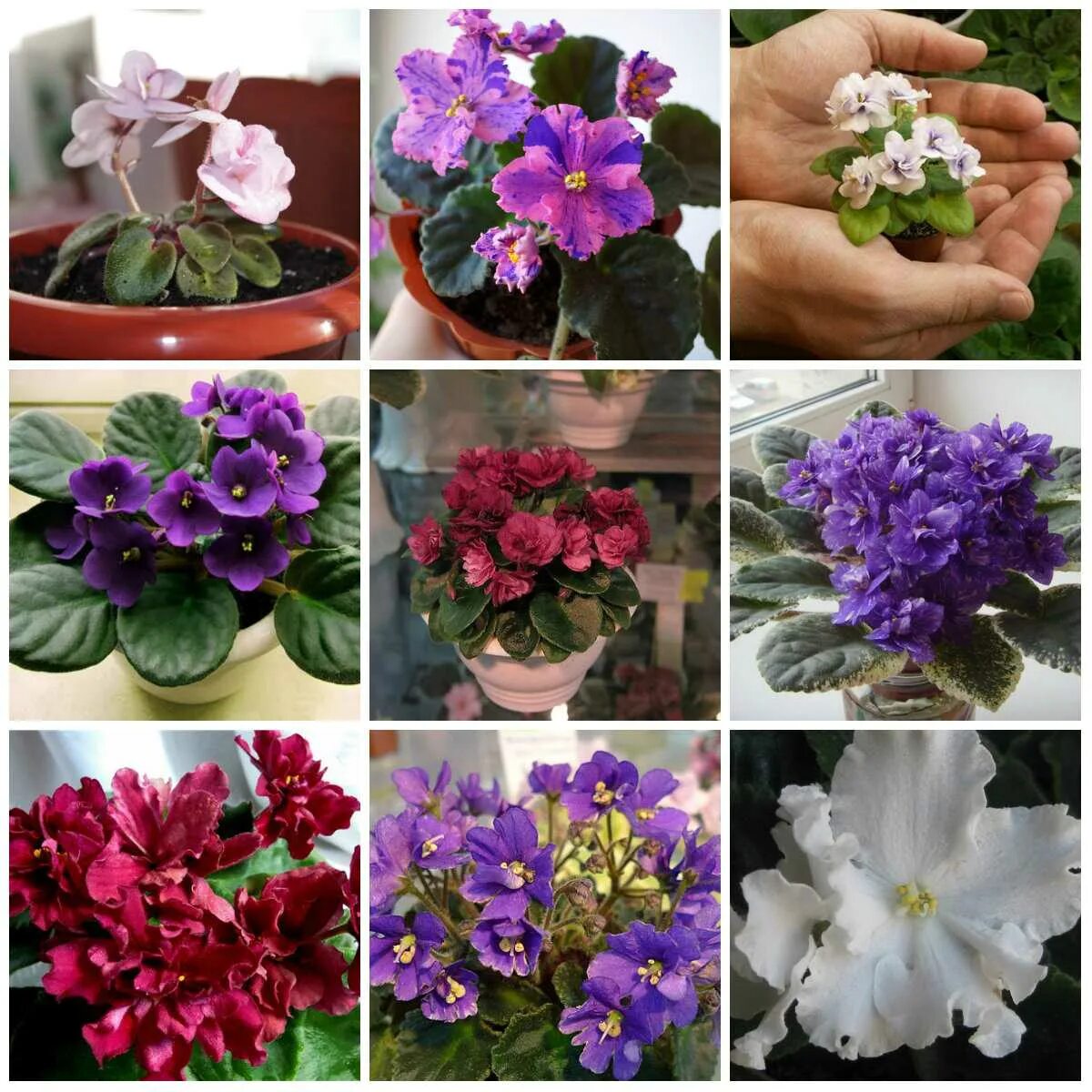 Фиалка saintpaulia. Узамбарская фиалка (сенполия) коллаж. Обильноцветущие сорта фиалок. Фиалки сенполии сортовые. Сорта фиалок (сенполия).