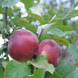 Белорусское яблоня описание