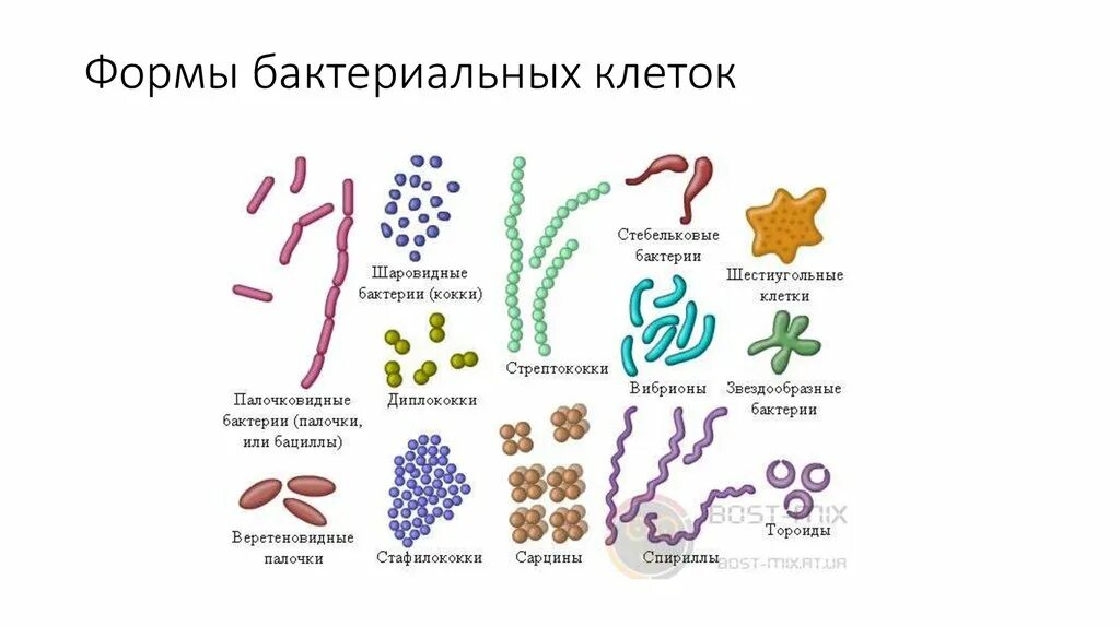 Строение бактерий схема форма. Схема форм бактерий 5 класс биология. Формы бактериальных клеток схема. Формы бактерий 5 класс биология.