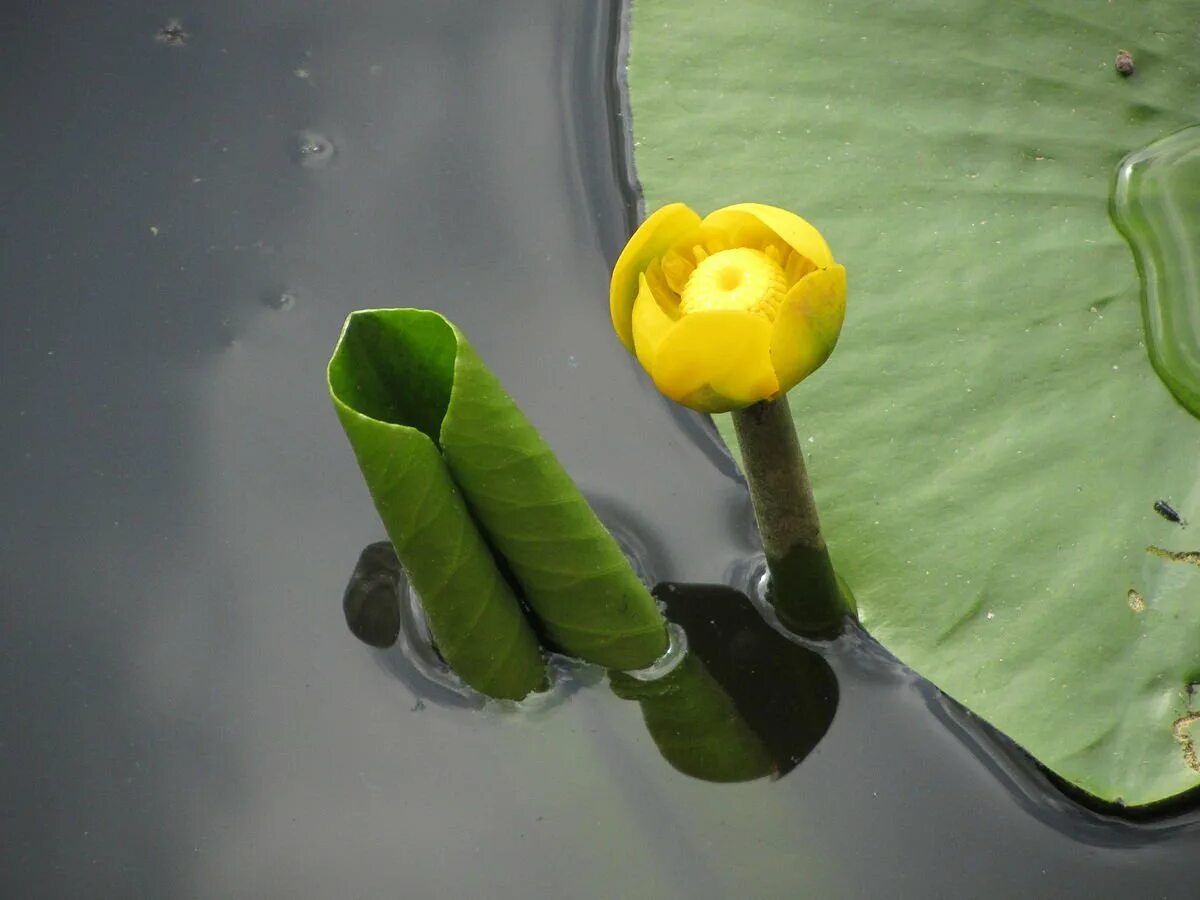 Кубышка (Nuphar). Nuphar pumila. Кубышка малая Nuphar pumila (Timm). Кувшинка кубышка. Кубышка гигантская