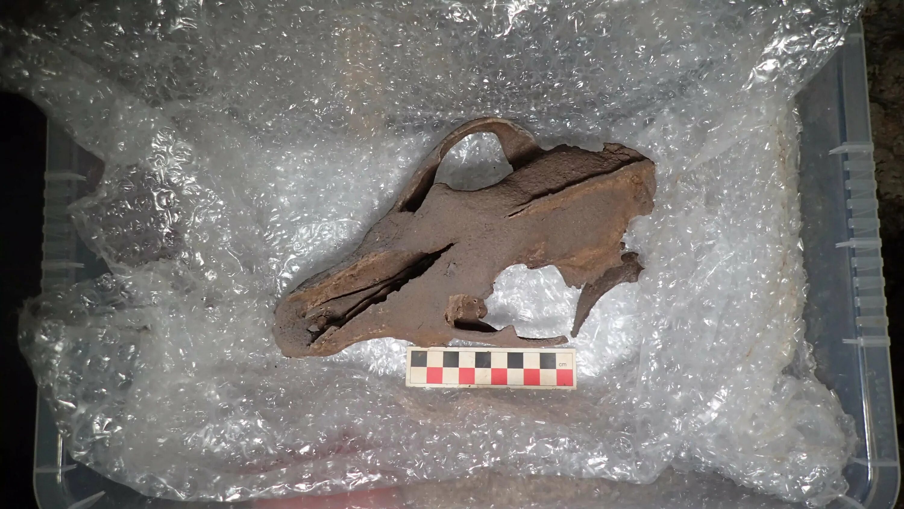 Доисторическая девушка замороженная 40 миллионов лет. Ученые ищут останки древних животных. Останки животного в 1994 году. Находки старых животных в ледниках. Нашли доисторического ребенка.