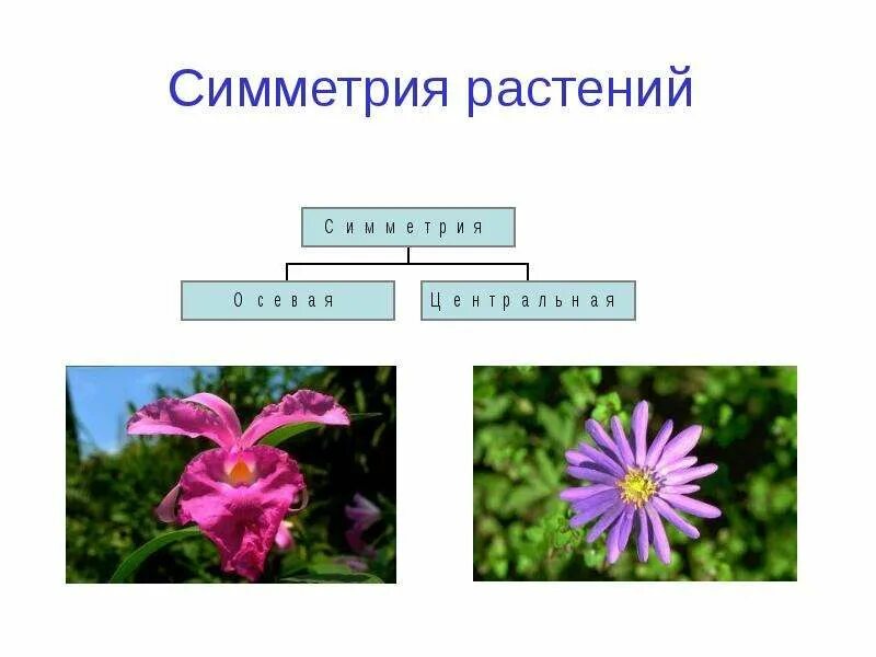 Приведите примеры проявления осевой симметрии у растений Рабочий лист центральная и осевая симметрия