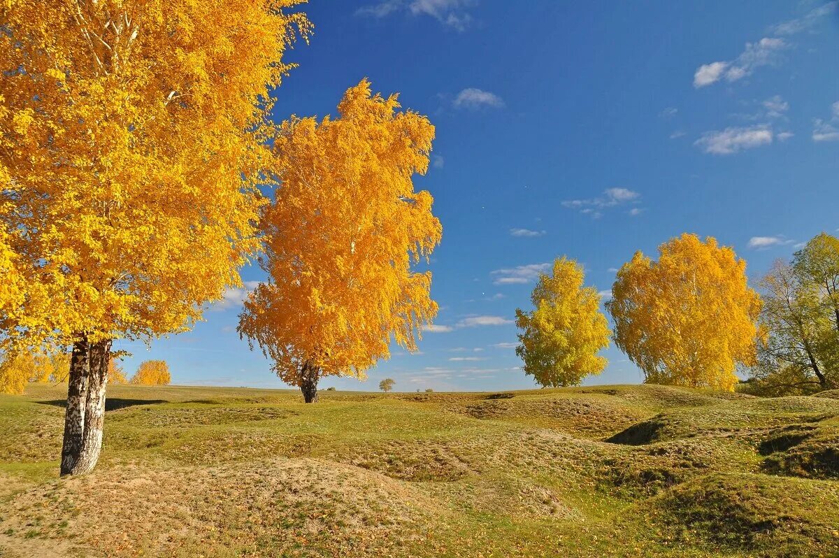 пушгоры осень. золотая осень картинки. стардом золотая осень. золотая осень в ахлебинино. золотая осень балахнинский район.