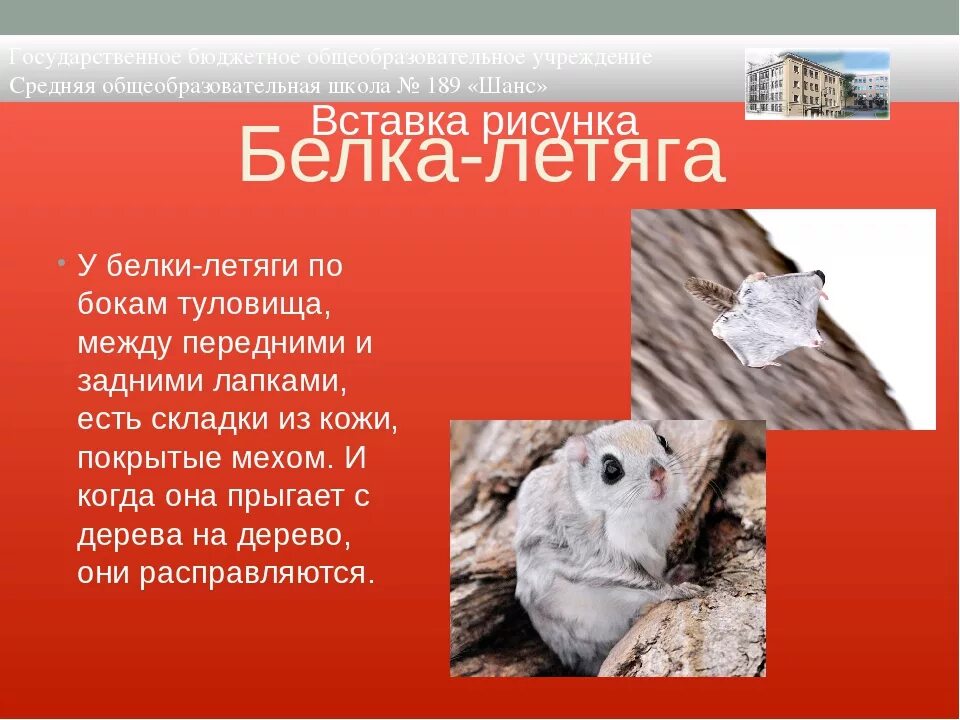 Белка летяга доклад 4 класс окружающий. Обыкновенная летяга красная книга ленинградской области. животное из красной книги ленинградской области. белка летяга красная книга ленинградской области. представители красной книги ленинградской области.