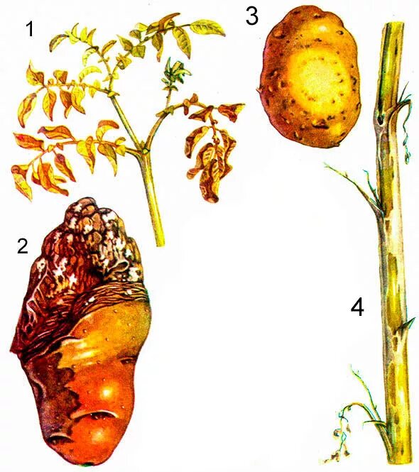 сухая фузариозная гниль клубней. фузариозное увядание картофеля. фузариоз картофеля. фузариозное увядание картофеля. фузариоз фузариозное увядание картофеля.