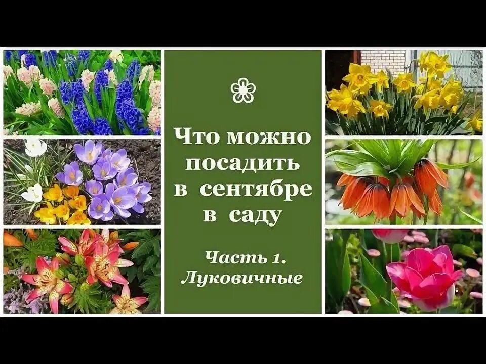 Какие цветы можно посадить в ноябре. Какие цветы можно посадить в ноябре