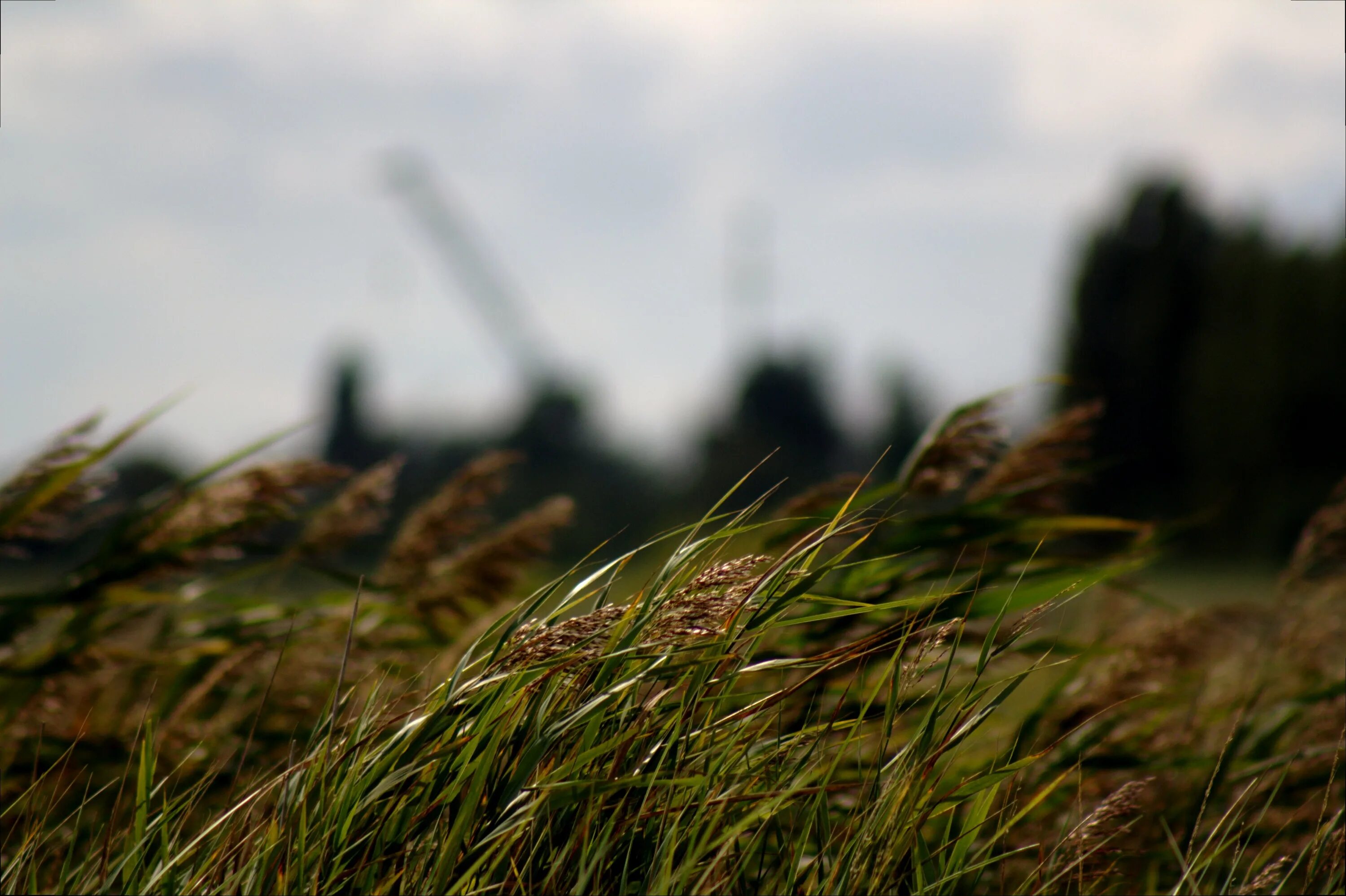 Легкий ветерок едва колышет прибрежные кусты. Трава поле. Ветер в поле. Ветер в природе. Поле с высокой травой.