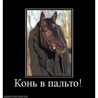 Лошадь почуяла опасность