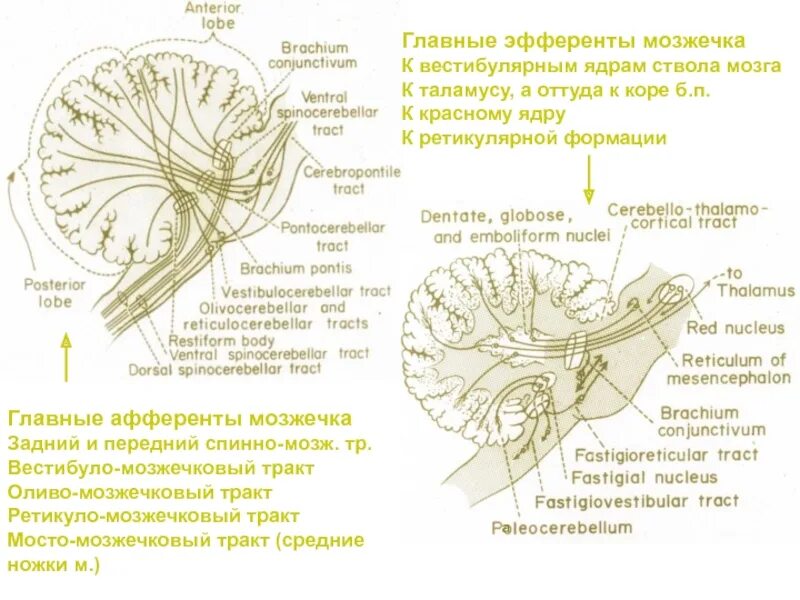 Ножки мозжечка тракты анатомия схема. Ядра мозжечка анатомия. Строение мозжечка внутри.