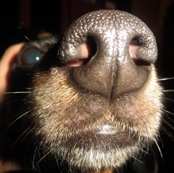 Нос собаки. Собачий нос под микроскопом. Новообразование на носу у собаки.