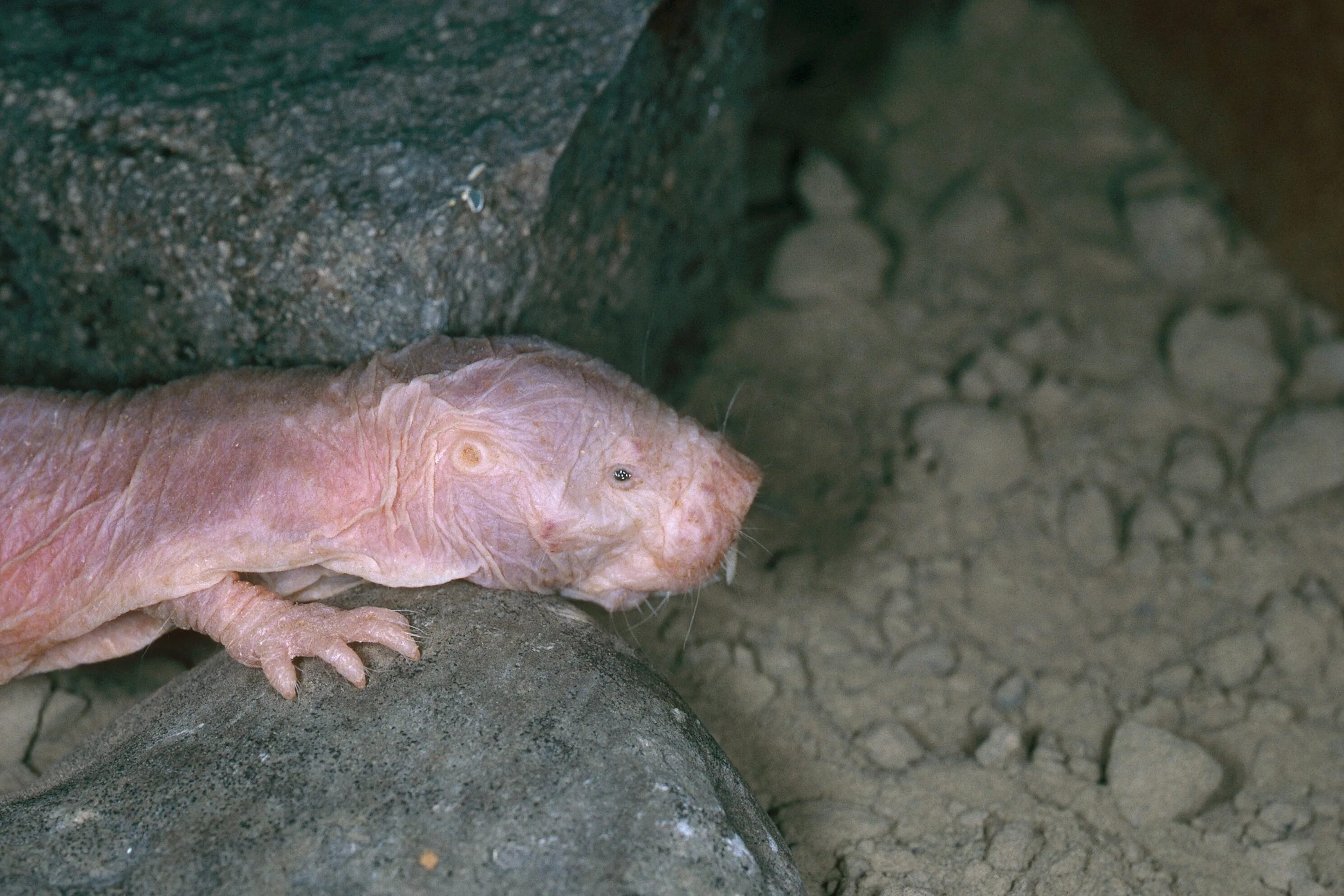 Лысый африканский землекоп. Лысый землекоп. Лысый землекоп. Лысый землекоп. Лысый землекоп.