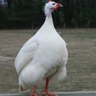 Волжская белая