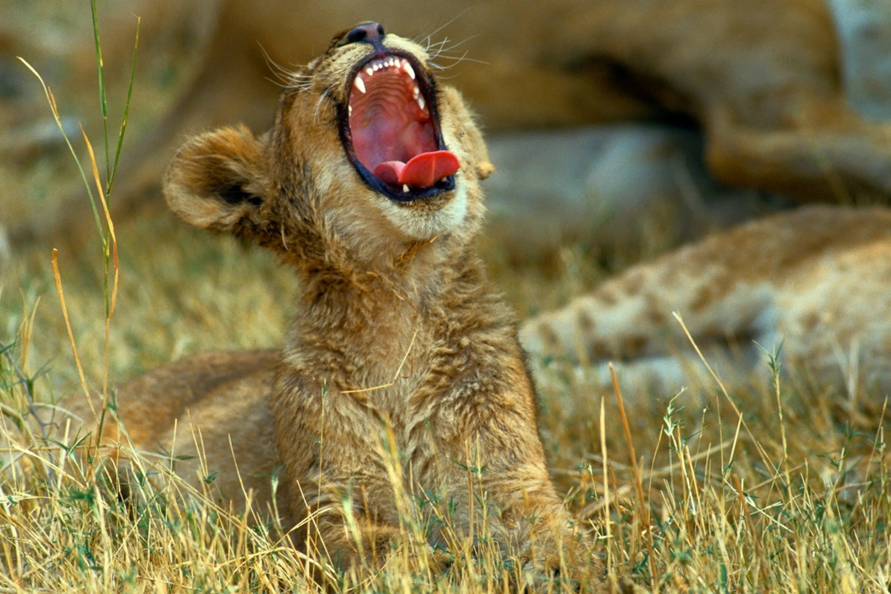 Каждое утро в африке. Животные просыпаются. Львенок зевает. Утро животные. Звери просыпаются.