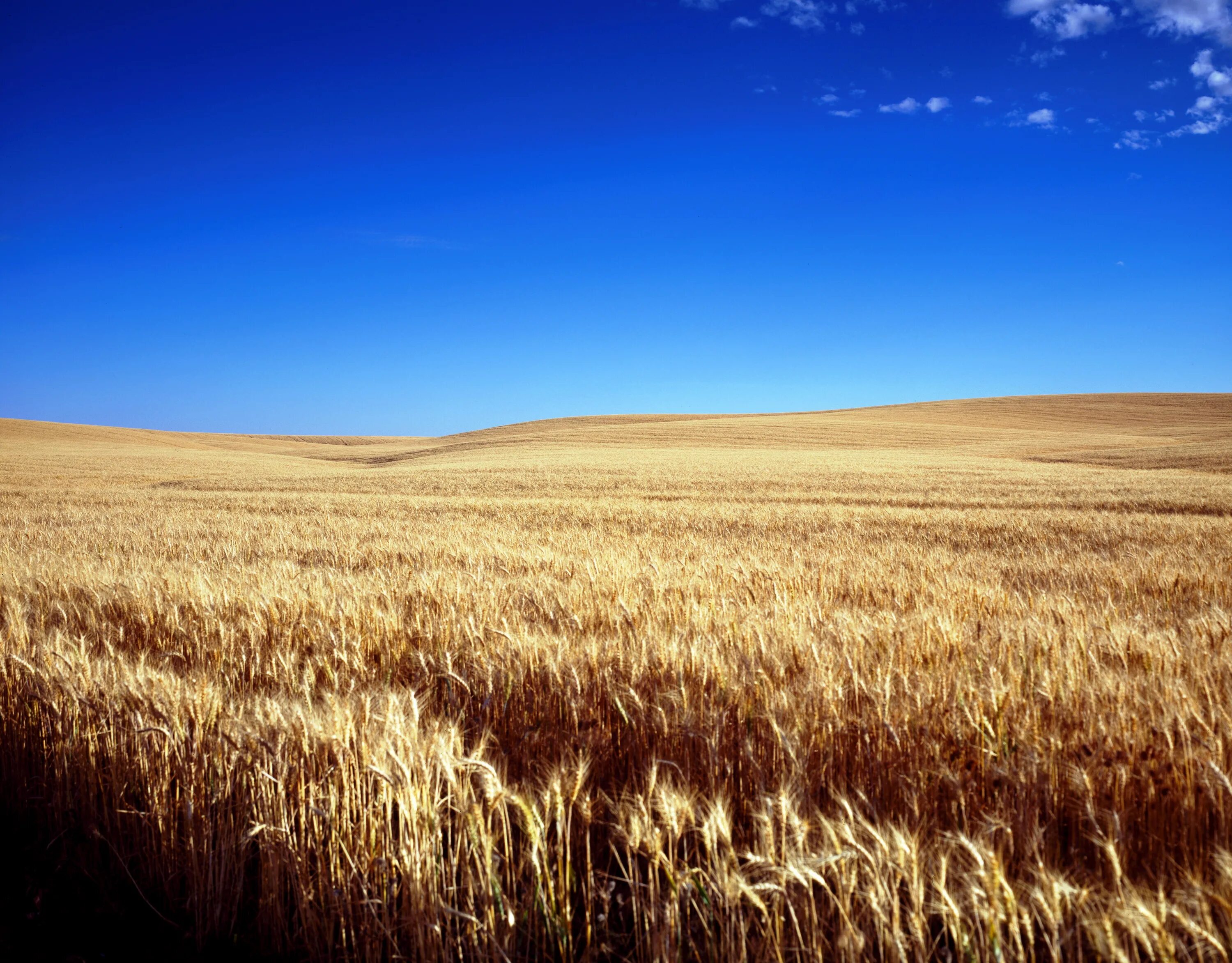 Wheat field