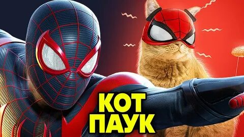 Видео кот паук