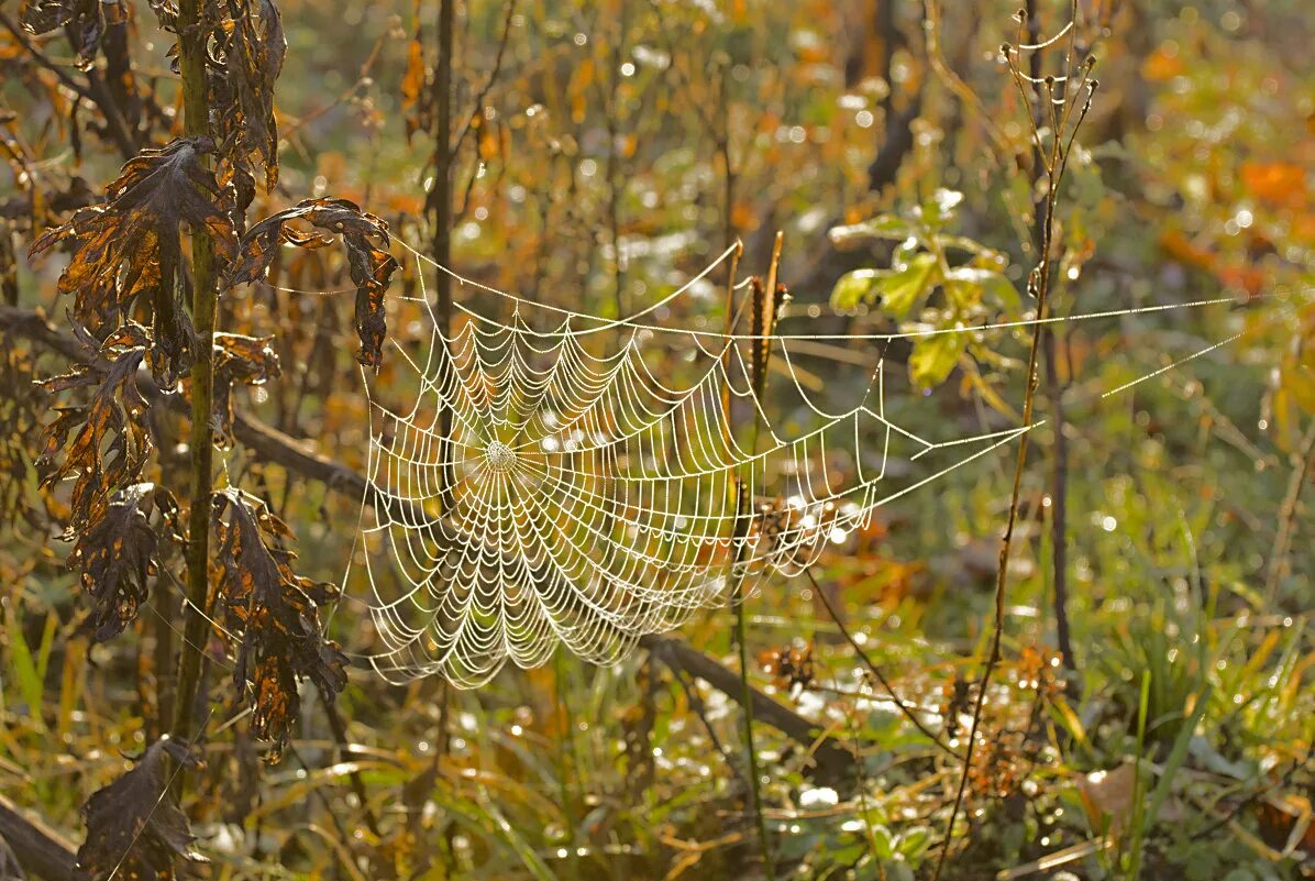 паутина в осеннем лесу. осень паутина. осень паутина. паутинка бабьего лета. бабье лето паутина.