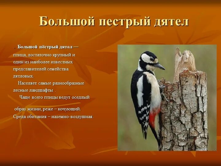 Черты приспособленности к среде обитания дятла пестрого. Среда обитания пестрого дятла. приспособления дятла. большой пестрый дятел среда обитания. адаптация дятла.