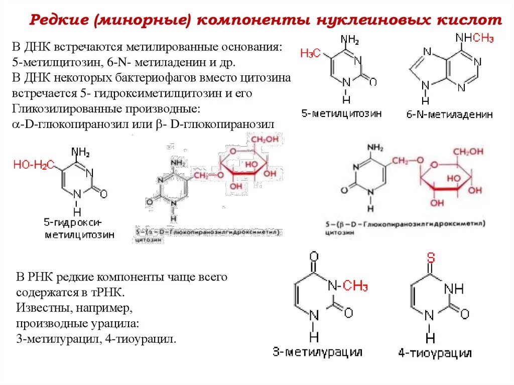 Минорные основания РНК. Минорные компоненты нуклеиновых. Минорные основания нуклеиновых кислот биологическая роль. Минорные компоненты нуклеиновых кислот.