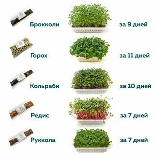 Инструкция по выращиванию микрозелени