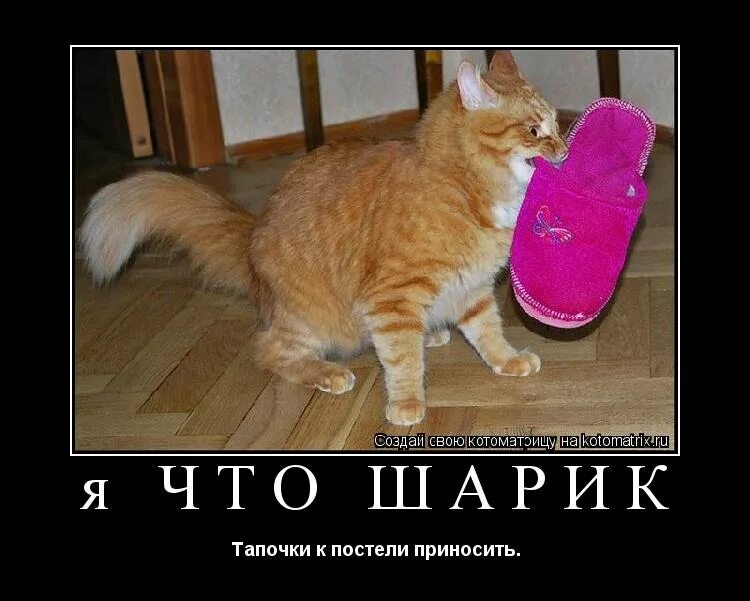Киса приносит тапочки. Принес тапочки. Щенок и погрызенные тапки. Котик в маленьких тапочках. Приносит тапочки песня.