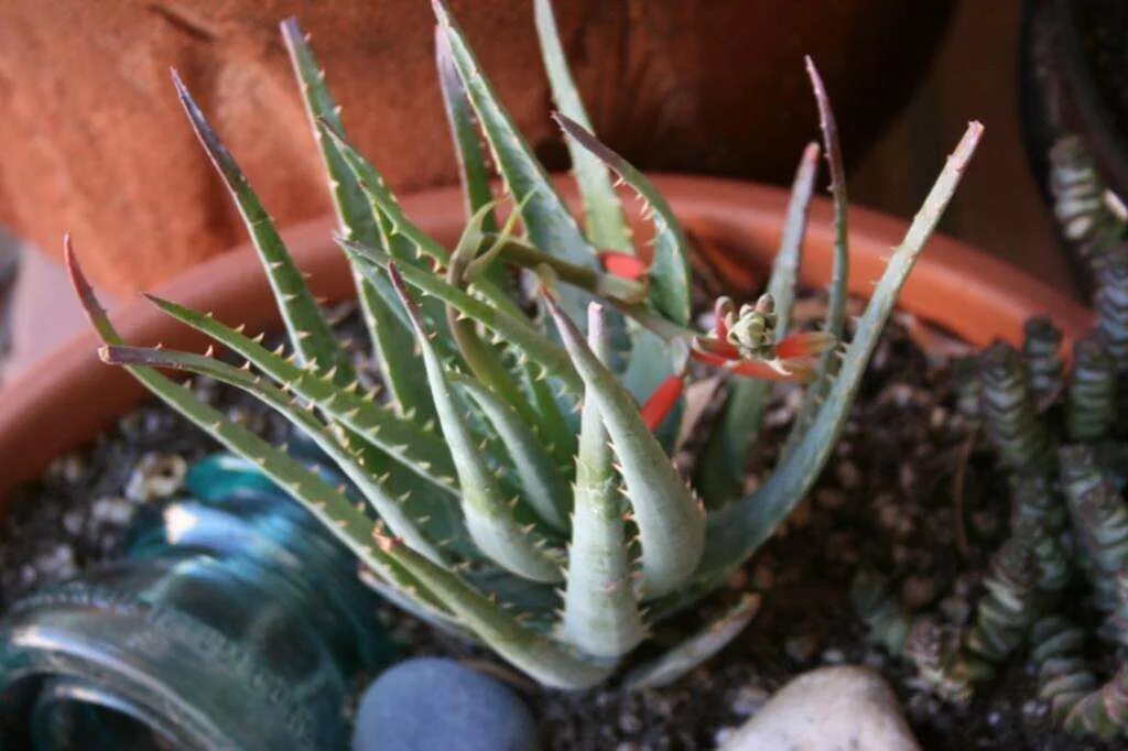 Как правильно посадить алоэ. Алоэ squarrosa. Aloe nyeriensis. Алоэ складчатое. Алоэ оттопыренное.