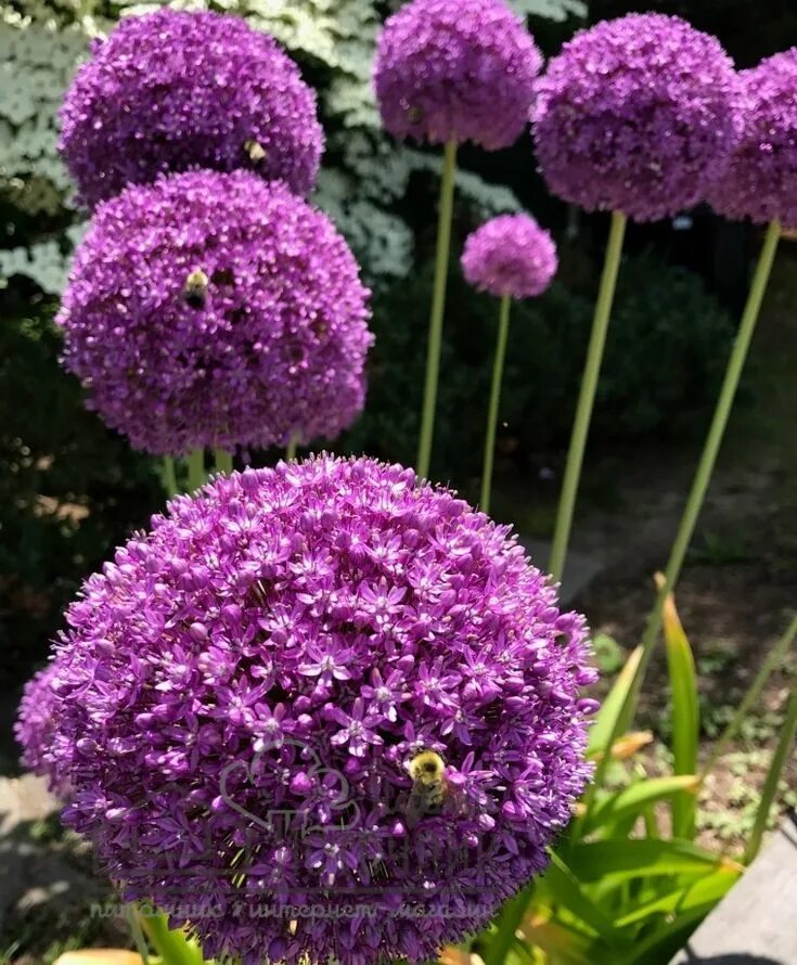 Лук гладиатор. Аллиум Гладиатор. Аллиум Гладиатор (Allium Gladiator). Лук декоративный аллиум Гладиатор. Allium Gladiator лук декоративный Гладиатор.