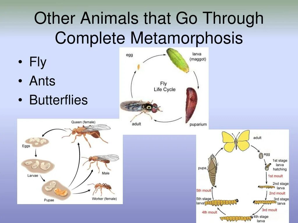 Метаморфоз с 3. Метаморфоз на английском. metamorphosis 5. larva metamorphosis. metamorphosis куок.
