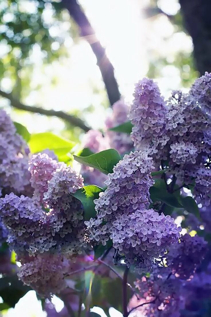 Сирень. Куст сирени. Голубая сирень.