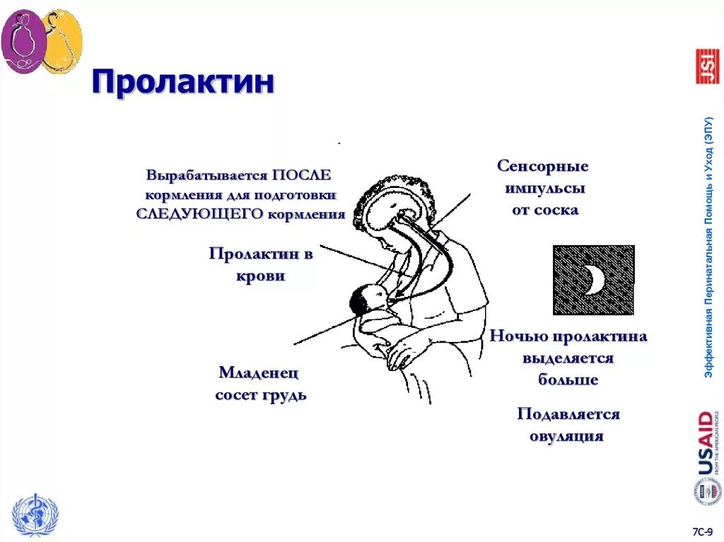 Пролактин. Пролактин вырабатывается. Пролактин синтезируется в. Клетки вырабатывающие пролактин. Как лечить пролактин