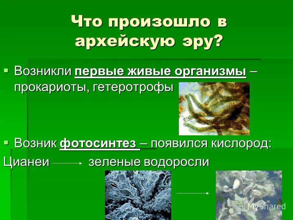 Появление фотосинтеза появление прокариот появление многоклеточных водорослей. Цианобактерии Архей. Архейская Эра живые организмы. Первые организмы в архее. Появившиеся организмы в архейскую эру.