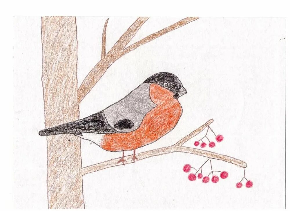 Поэтапность рисунка Снегирь. Снегирь карандашом. Рисование птицы на ветке. Рисование Снегирь старшая группа. Снегири легко