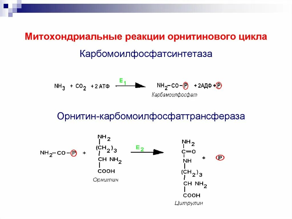 Реакции орнитинового цикла биохимия. Орнитиновый цикл 5 реакций. Орнитиновый цикл биохимия реакции. Регуляция орнитинового цикла. Орнитиновый цикл реакции