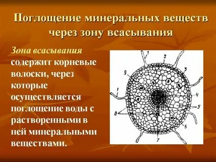 Передвижение питательных веществ какая ткань