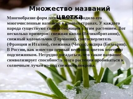 Отчет о проведении дня подснежника